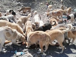Hakkari’de Sokak hayvanlarına “Şefkat eli”