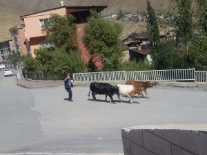 Başıboş inekler kaçtı, zabıta kovaladı