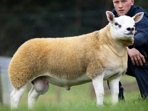 Bu koyun yaklaşık yarım milyon dolara satıldı