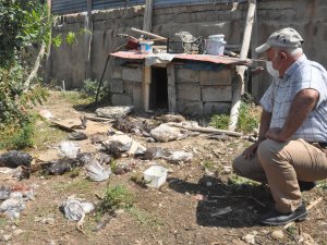 Aç köpekler çok sayıda hindiyi telef etti