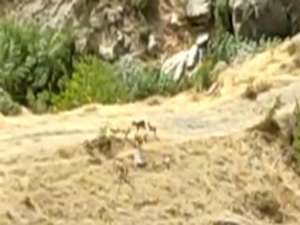 Hakkari’de yaban keçileri şehre indi