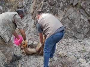 Kayalıklara sıkışan köpeği korucular kurtardı