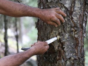 Çam sakızı: çeyrek altınla yarışıyor