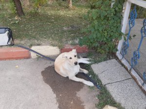 Ameliyat edilen can dost sağlığına kavuştu