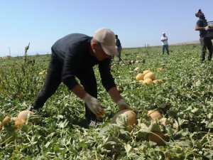 Adilcevaz’ın bal kavununun hasadına başlandı