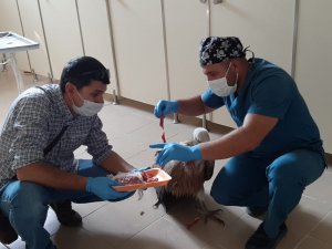 Yaralı Kızıl Akbaba’yı elleriyle beslediler