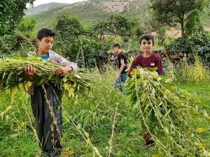 Çukurca'da susam hasadı başladı!