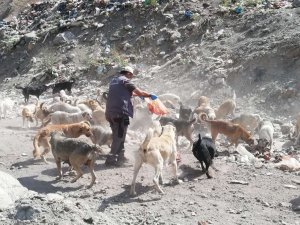 Belediye can dostlara yiyecek bıraktı