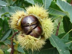 Kestane hasadı başladı