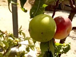 Şeftali ile elma aynı ağaçta yetişti