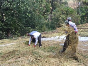 Çukurca'da çeltik hasadı başladı