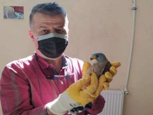 Doğan kuşu tedavi altına alındı