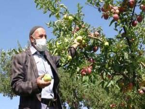 2 tür elma aynı dalda