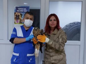 Jandarmanın kurtardığı kartal tedavi altına alındı