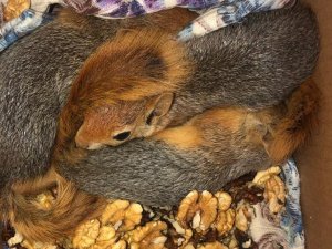 Kaçak avlanılan 3 Sincap’a el konuldu