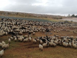 Göçerlerin zorlu dönüş yolculuğu başladı