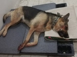 Yaralanan can dostlar tedavi altına alındı