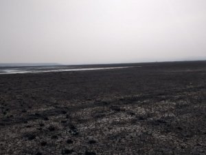 Baraj suyu çekildi, binlerce balık telef oldu