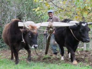 Teknolojinin kara saban ve öküzler çiftçinin imdadına yetişiyor