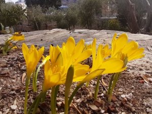 Doğal çiçekleri açmaya başladı