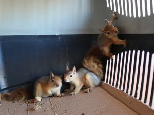 3 yavru sincap koruma altına alındı