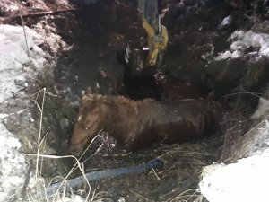 Çamura saplanan at kurtarıldı