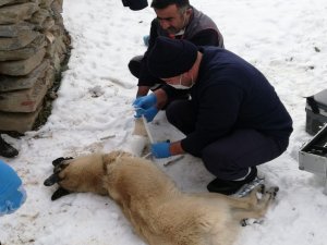Sokak hayvanları uzman ellere emanet