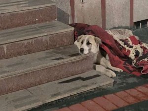 Yürekleri ısıtan görüntü