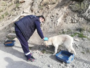 Sokağa çıkma yasağında can dostlar unutulmadı