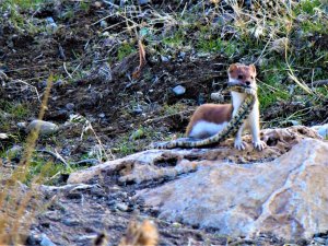 Gelinciğin yılan avı görüntülendi