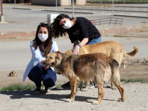 Sokak hayvanları yalnız değil