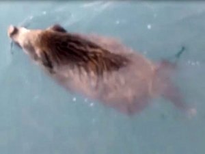 Van Gölü Canavarı sandılar, domuz çıktı