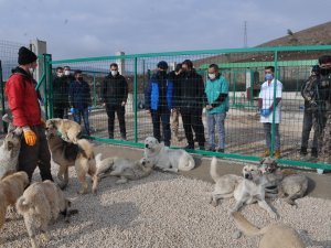 Sokak hayvanları yeni evlerine kavuştu