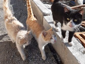 Tedavi altındaki can dostlar iyileşiyor