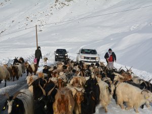 2800 rakımda mahsur kalan hayvanlar kurtarıldı