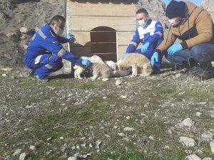 Sokağa çıkma kısıtlamasında hayvanları unutulmadı