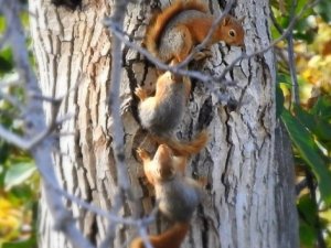 Belgeselleri aratmayan görüntü