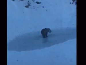 Kafası tenekeye sıkışan ayı kurtarıldı