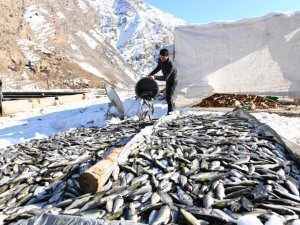 Oksijensiz kalan 12 ton alabalık telef oldu