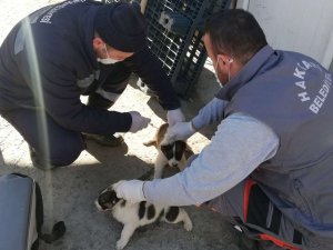 Askeri üs bölgesindeki can dostlar aşılandı