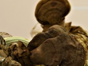 Bu mantar altından pahalı