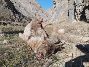 Dağda düşen dağ keçisi bulundu