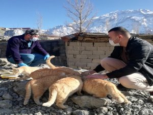 Hakkari’de Sokak kedileri “Sevgi ile besleniyor”