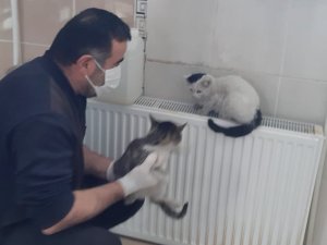 Hakkari’deki sokak kedileri emin ellerde