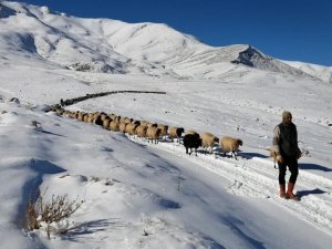Vanlı çobanlar yayla sezonunu kapattı