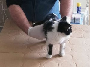 6 katlı binada düşen kedi hayatta kaldı