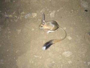 Arap tavşanı görüntülendi