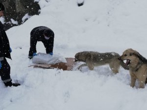 Sokak hayvanları karlı havada da unutulmadı