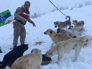 Mehmetçik sokak hayvanlarını unutmadı