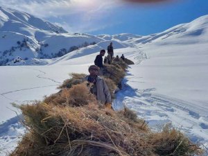 Hayvanlar için dağlardan kızaklarla ot taşıyorlar